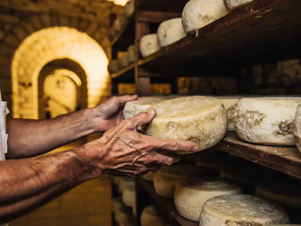 Kaasmaker selecteert gerijpte geitenkazen van houten planken in traditionele Nederlandse kaaskelder met warme verlichting